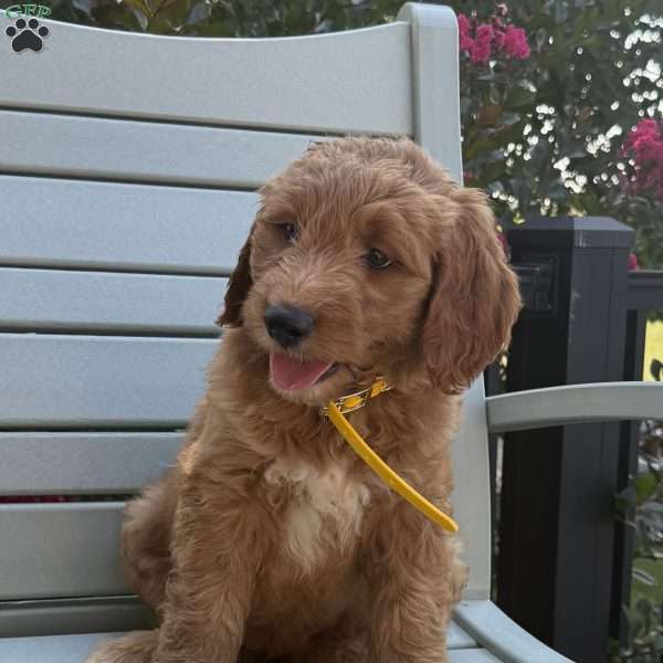 Bella, Goldendoodle Puppy