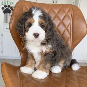 Luca, Bernedoodle Puppy