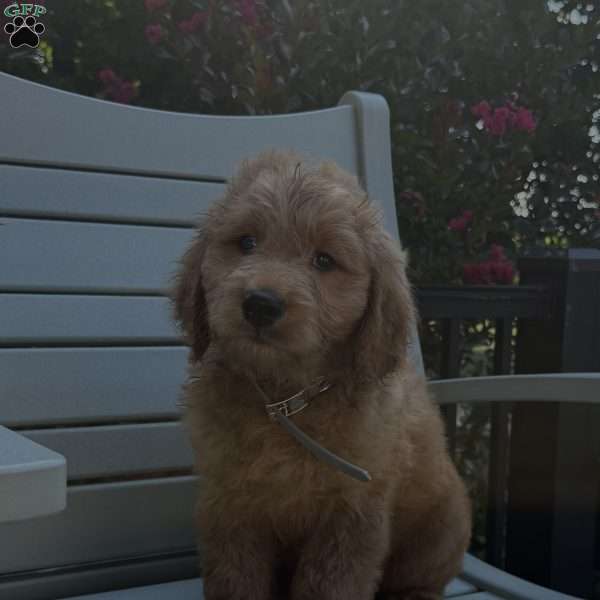 Finn, Goldendoodle Puppy