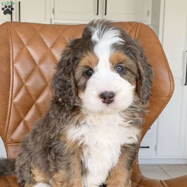 Luca, Bernedoodle Puppy