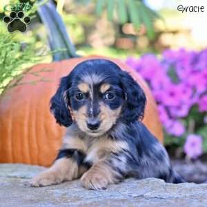 Gracie (mini), Dachshund Puppy