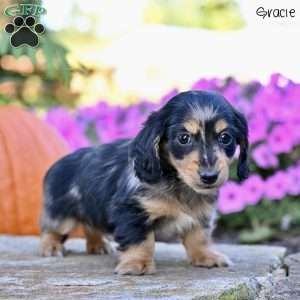 Gracie (mini), Dachshund Puppy