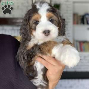 Luca, Bernedoodle Puppy
