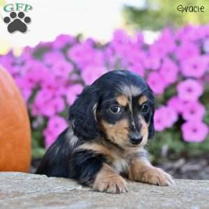 Gracie (mini), Dachshund Puppy