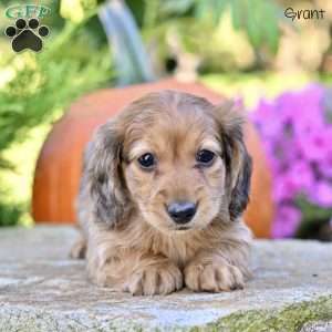 Grant, Dachshund Puppy