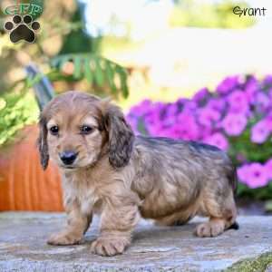Grant, Dachshund Puppy