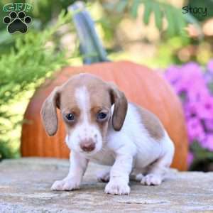 Stacey (mini), Dachshund Puppy