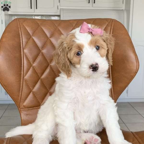 Harlow, Bernedoodle Puppy
