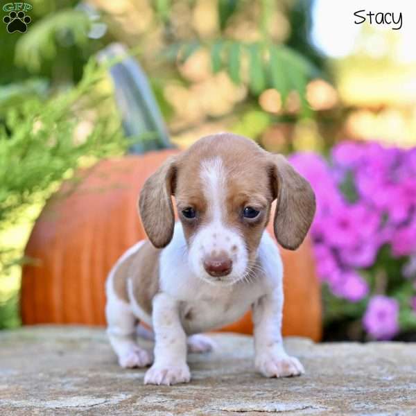 Stacey (mini), Dachshund Puppy