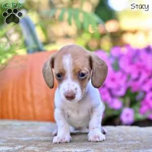 Stacey (mini), Dachshund Puppy