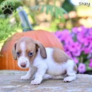 Stacey (mini), Dachshund Puppy