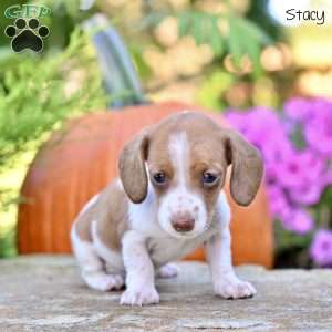 Stacey (mini), Dachshund Puppy