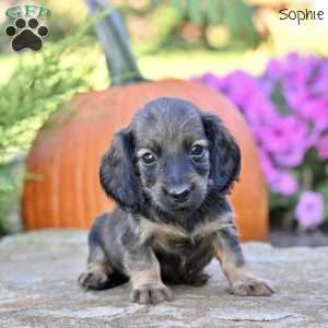 Sophie (mini), Dachshund Puppy