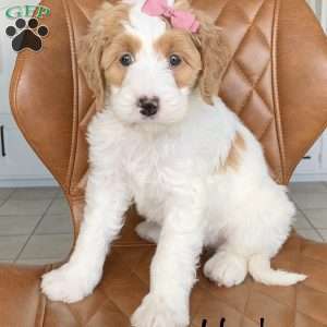 Harlow, Bernedoodle Puppy