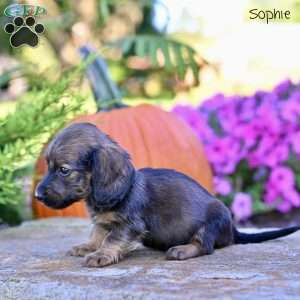 Sophie (mini), Dachshund Puppy