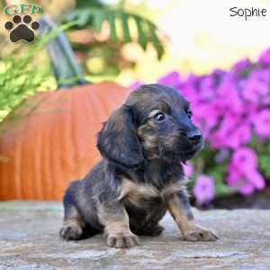 Sophie (mini), Dachshund Puppy