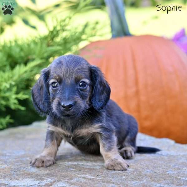 Sophie (mini), Dachshund Puppy