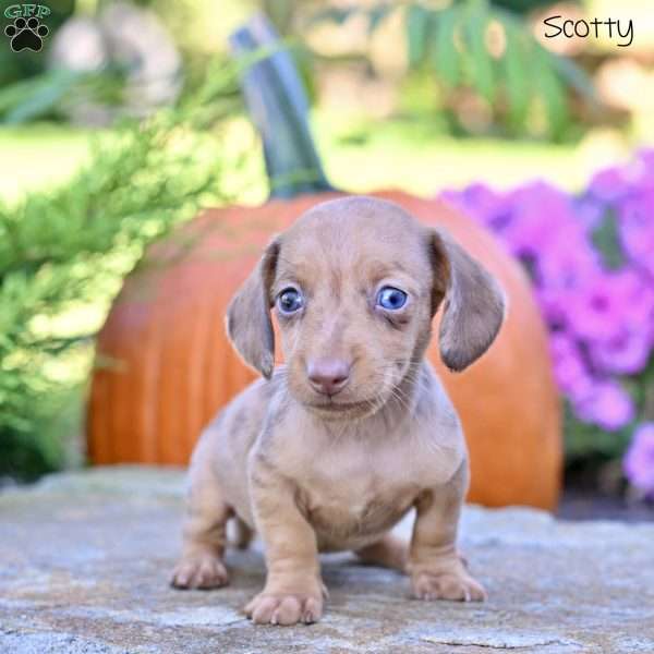 Scotty (mini), Dachshund Puppy