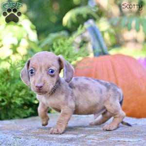Scotty (mini), Dachshund Puppy