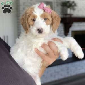 Harlow, Bernedoodle Puppy