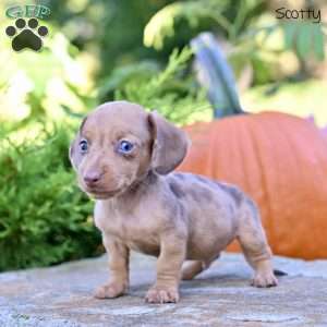Scotty (mini), Dachshund Puppy