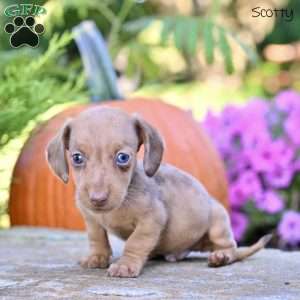 Scotty (mini), Dachshund Puppy