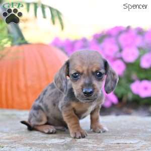Spencer (mini), Dachshund Puppy