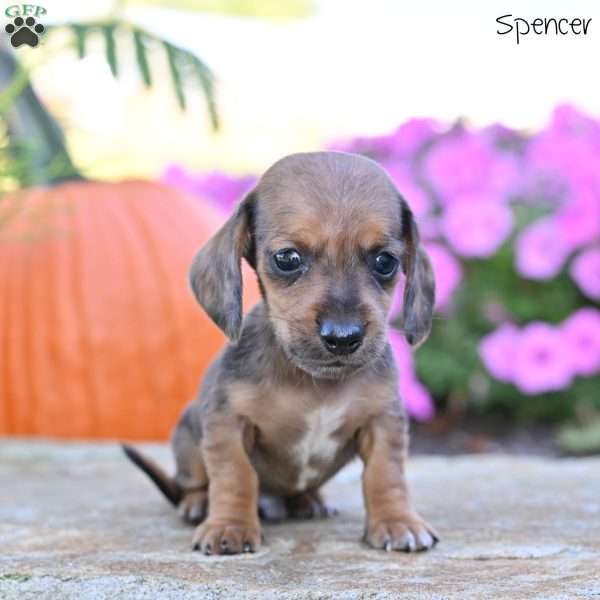 Spencer (mini), Dachshund Puppy