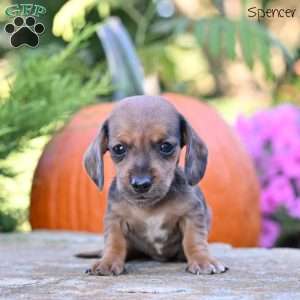 Spencer (mini), Dachshund Puppy