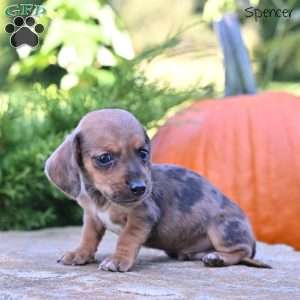 Spencer (mini), Dachshund Puppy