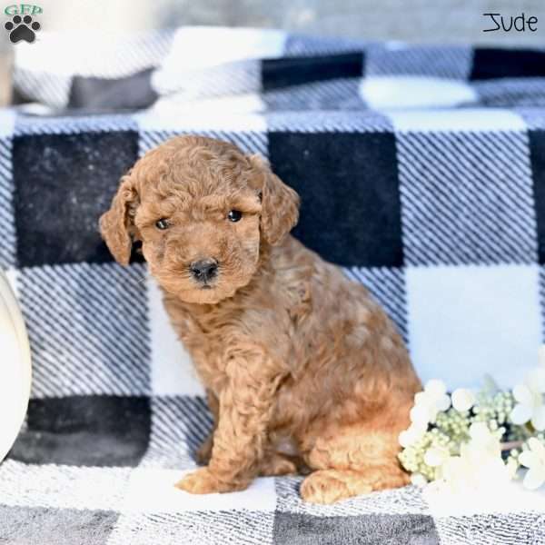 Jude, Toy Poodle Puppy