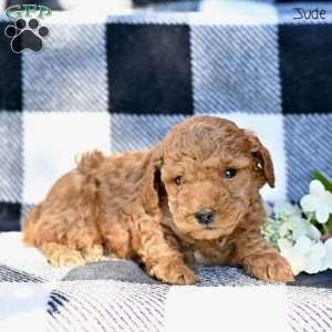 Jude, Toy Poodle Puppy