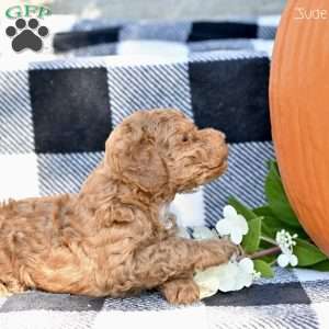Jude, Toy Poodle Puppy