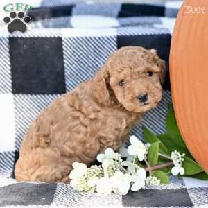 Jude, Toy Poodle Puppy