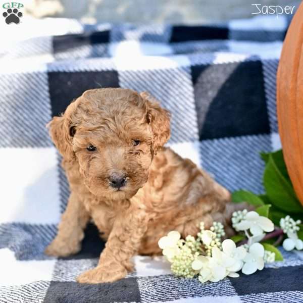Jasper, Toy Poodle Puppy