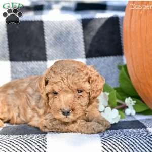 Jasper, Toy Poodle Puppy