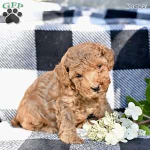 Jasper, Toy Poodle Puppy