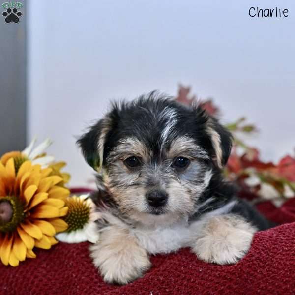 Charlie, Morkie / Yorktese Puppy