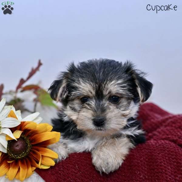 Cupcake, Morkie / Yorktese Puppy