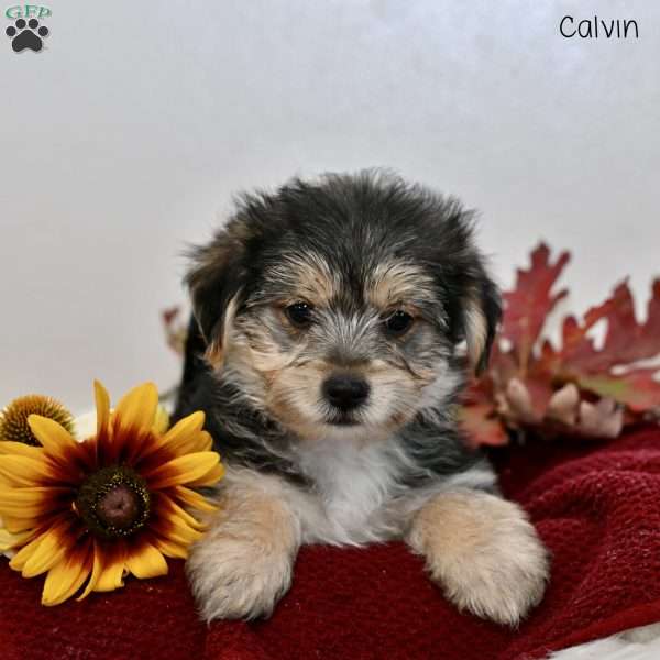 Calvin, Morkie / Yorktese Puppy