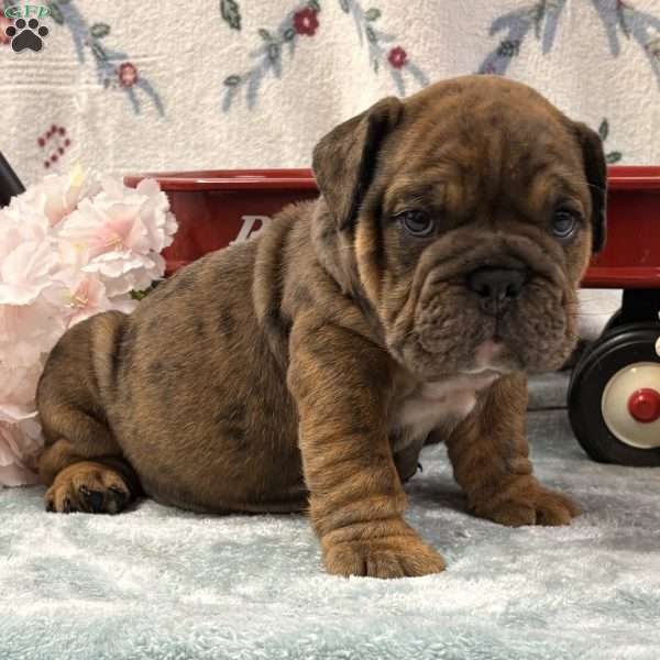 Norman, English Bulldog Puppy