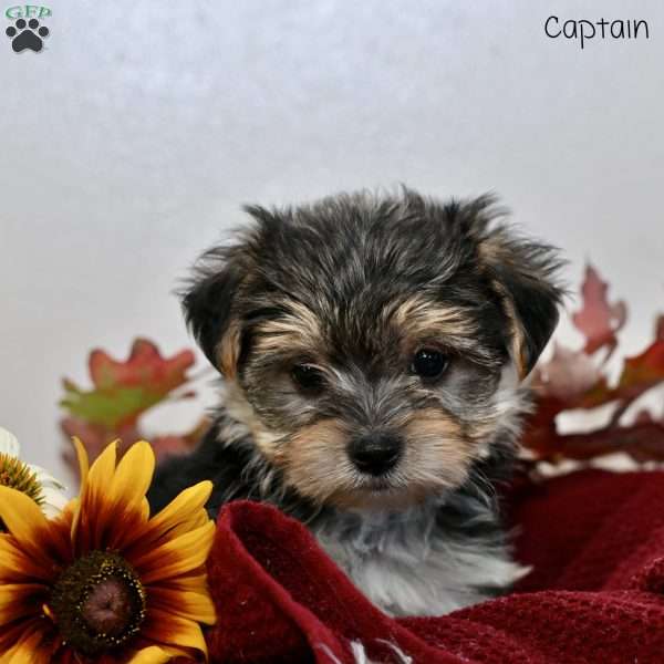 Captain, Morkie / Yorktese Puppy