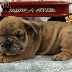 Nicki, English Bulldog Puppy