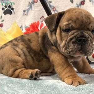 Nicki, English Bulldog Puppy