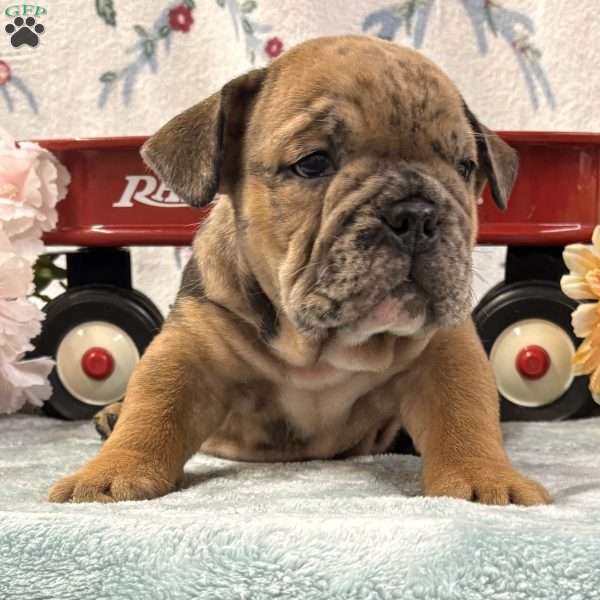 Nicki, English Bulldog Puppy