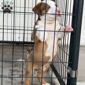 Mr. Bed-Stuy, American Bully Puppy