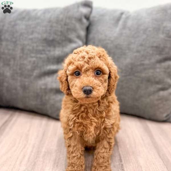 Cooper, Mini Goldendoodle Puppy