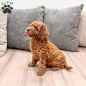 Archie, Mini Goldendoodle Puppy