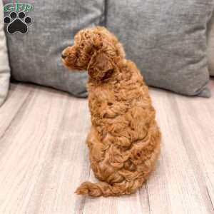 Archie, Mini Goldendoodle Puppy
