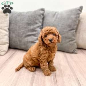 Archie, Mini Goldendoodle Puppy